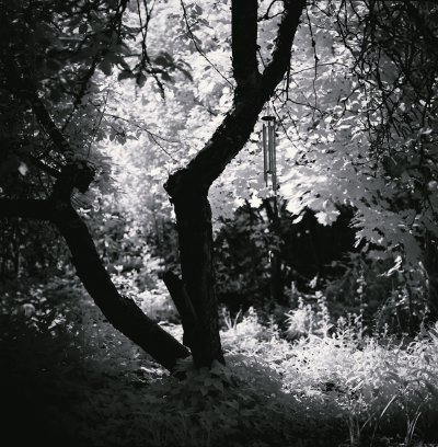 TR-26700__TIMOREUNANEN_2019-07-07-060142__26700-positive